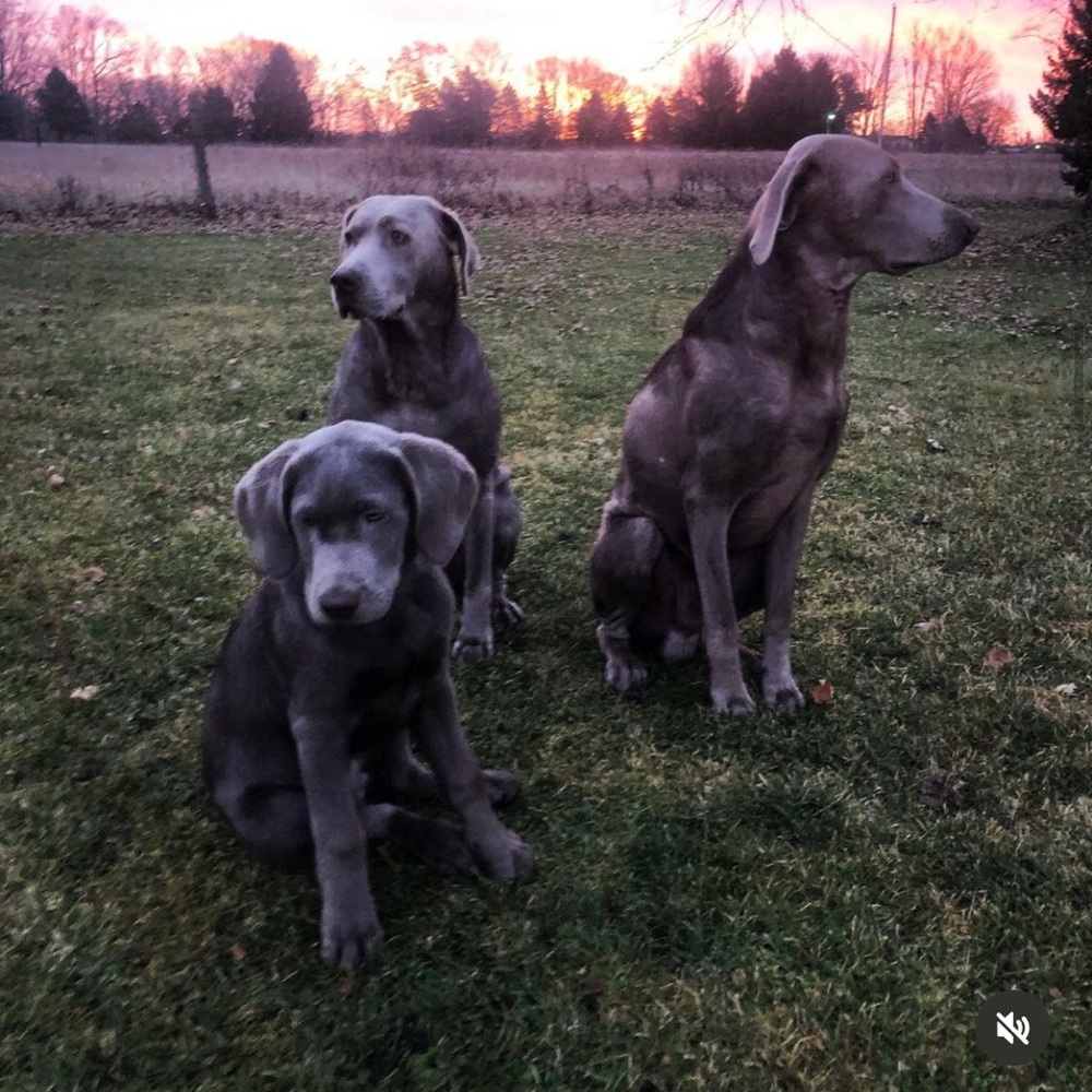 Meet your Posher, Nadine